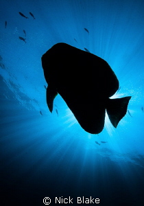 Batfish silhouette.
Komodo, Indonesia. by Nick Blake 